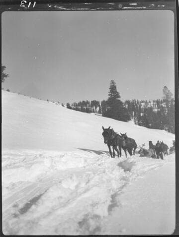 Mule teams pulling sleds with supplies up snowy grade