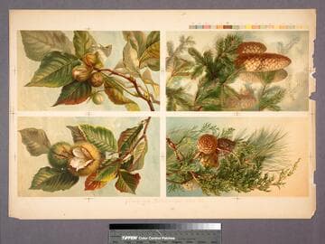 [Proof sheet 4 images of pine cones and nuts]