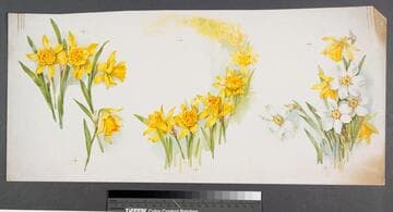 [Proof sheet of 3 daffodil images]