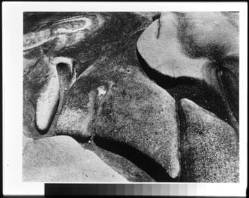 Cypress, Point Lobos