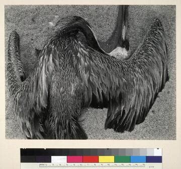 Dead Pelican, Point Lobos