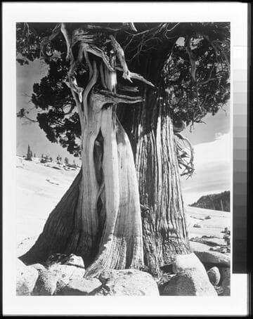 Juniper, near Tenaya Lake, Sierra Nevada