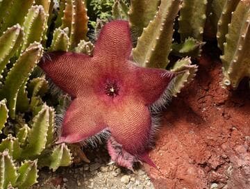 Stapelia hirsuta (open hybrid)