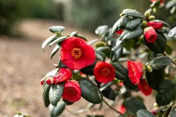 Camellia japonica 'Flaming Star'