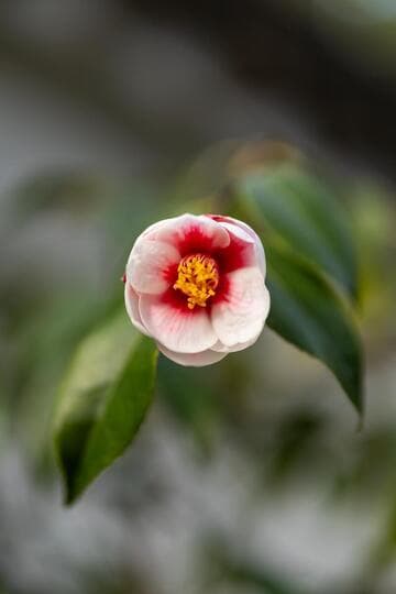 Camellia japonica 'Tama Peacock'