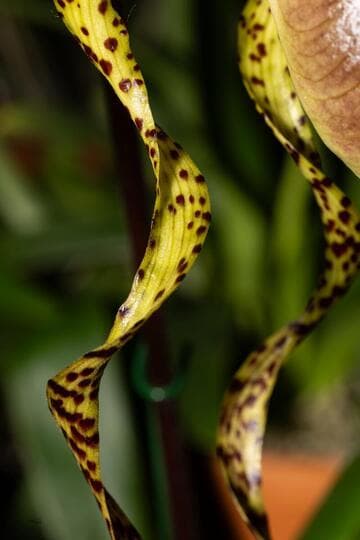 Paphiopedilum Sander's Pride
