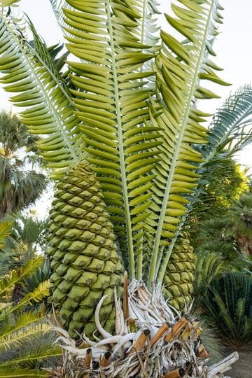Encephalartos manikensis