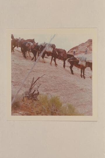 The stock slides down the slick rock at the top of the trail between Bald Rock Creek and Nasja Creek