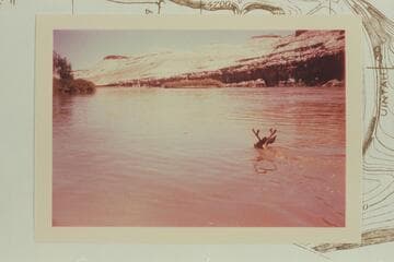 Deer swimming in the Green River in Desolation Canyon.  Mile 95 1/2