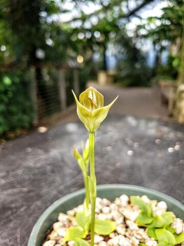 Pterostylis curta