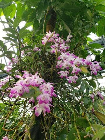 Dendrobium nobile