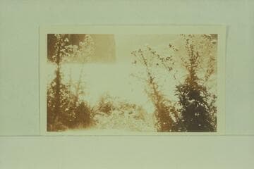 Thistles at Vulcan Rapid on the left bank.  Print from Freeman collection [on photo reverse:  Sunshine and thistles at Lava Falls]