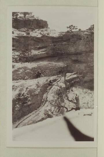 Tourists riding the Bright Angel Trail