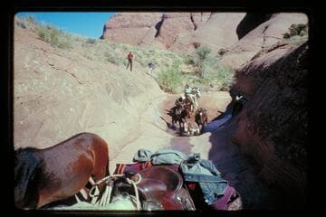 Burro in pothole in Mile 71.5