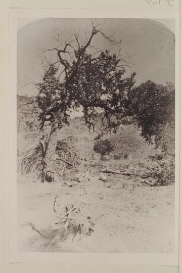 Cottonwood Tree; "Views on the Colorado River", Cataract Canon Series