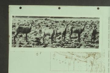 Mountain sheep in Canyon of Lodore