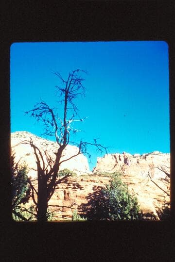 Dead tree; Oak Creek Canyon