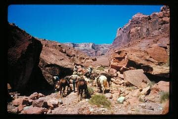 Up into Miller's Canyon, tributary of Hall Creek