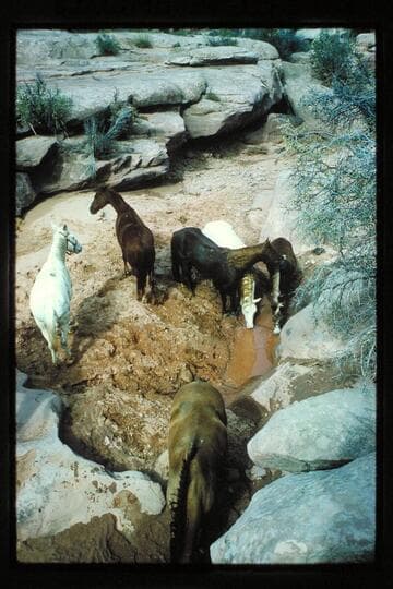 Stock at Horsethief Tanks