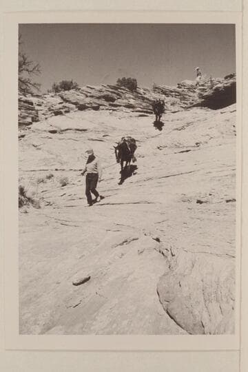 Leading stock into northeast fork of Anasazi Canyon--Lehi Canyon