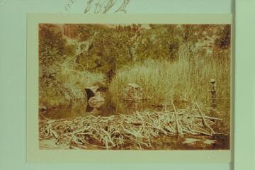 Beaver dam in side canyon at Mile 107.9, right bank