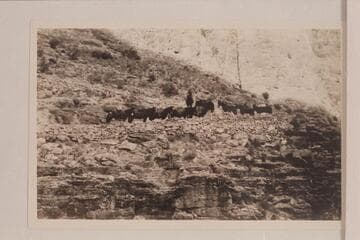 Pack string on Kaibab Trail
