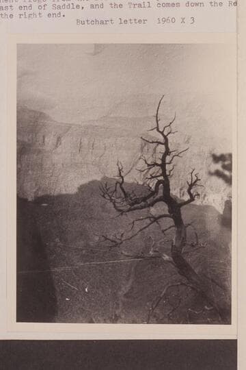 On the North Rim of the Grand Canyon, probably the west side of Kaibab