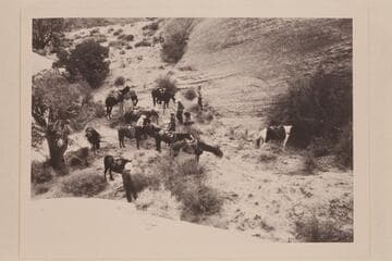 Repairs to Tom Daly's horse after fall on slick rock.  West of Nasja Creek