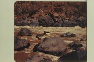 Portage of the "Mexican Hat III."  Duane Bishop is with the boat which is to be eased by line into the cove below