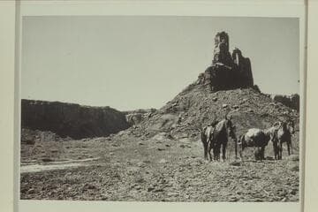 Art Ekker's stock at the point at the upriver side of Horsethief Canyon