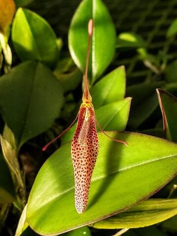 Restrepia tsubotae