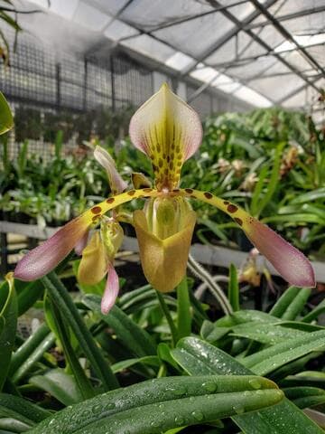 Paphiopedilum haynaldianum