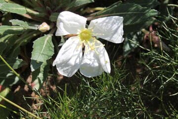 Oenothera caespitosa
