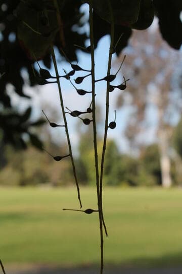 Macadamia integrifolia