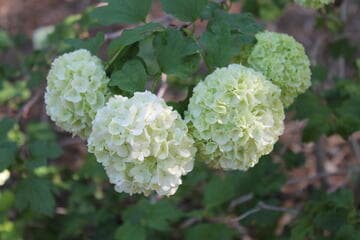 Viburnum opulus 'Roseum'