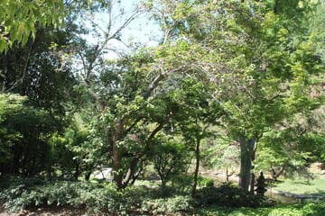 Prunus mume Double Pink Flower