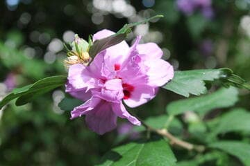 Hibiscus syriacus 'Ardens'