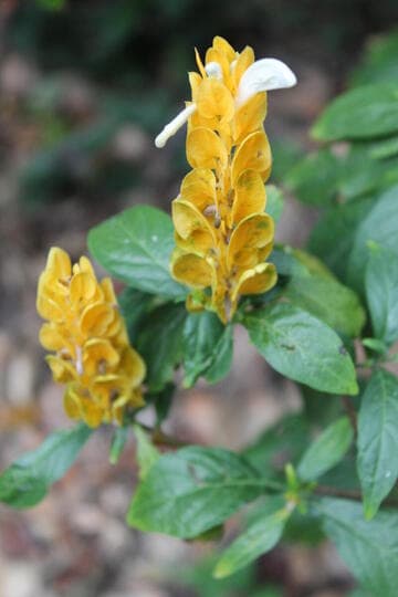 Pachystachys lutea 'Golden Circle'