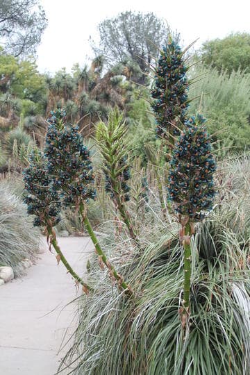 Puya alpestris