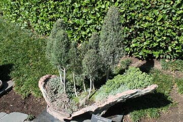 Cupressus sempervirens