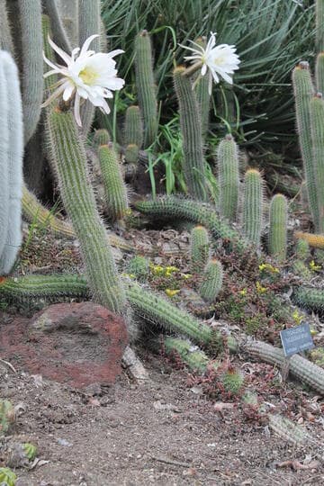 Trichocereus thelegonus