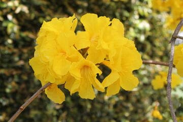 Handroanthus chrysotrichus