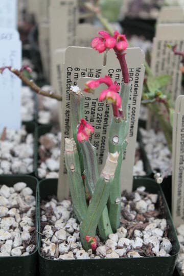 Monadenium coccineum