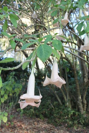 Brugmansia versicolor