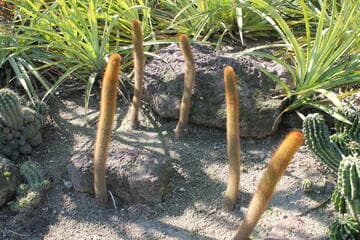 x Cleistoroya 'Winter Glow'