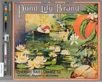 Pond Lily Brand
