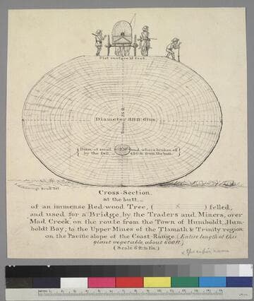 Cross-Section...of an immense Red-wood Tree