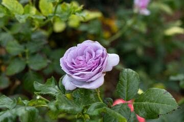 Rosa 'Enchanted Evening'