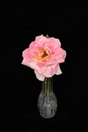 Rosa 'Autumn'
