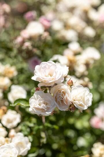Rosa 'Mrs. R. M. Finch'